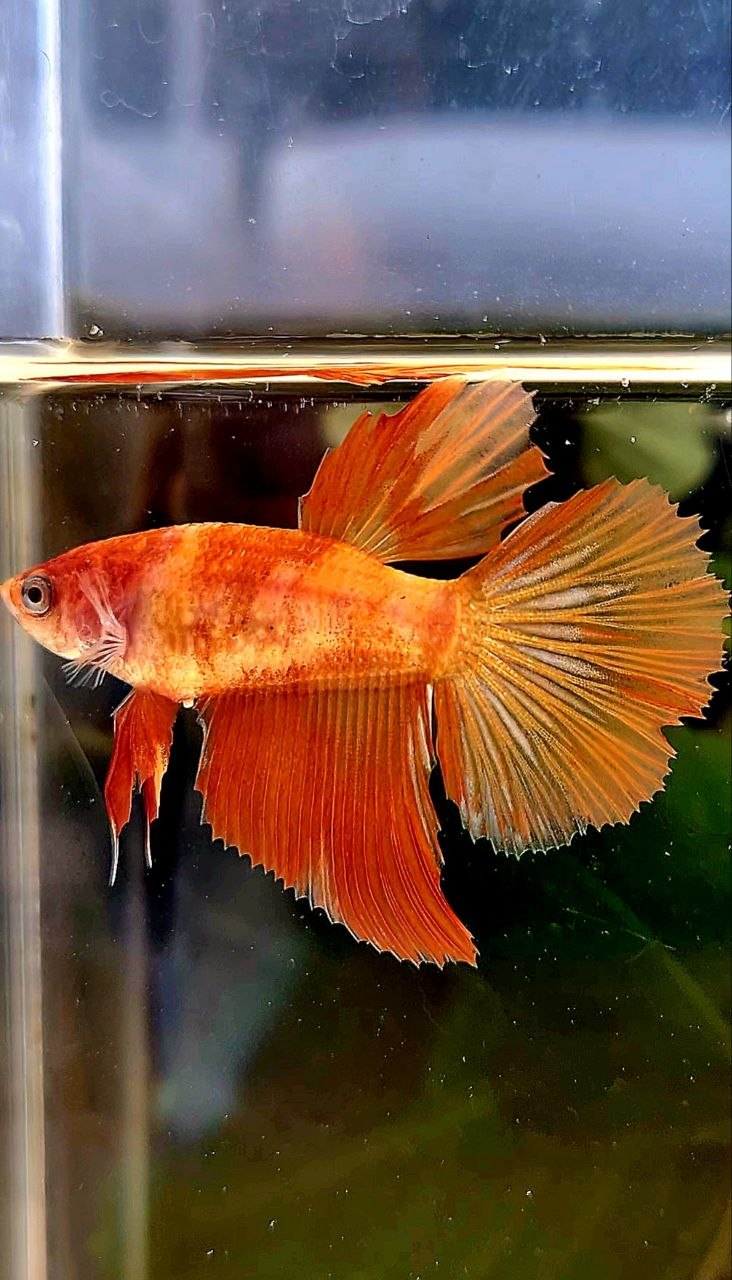 FEMALE HALFMOON LEOPARD MARBLE FIRE BETTA FISH