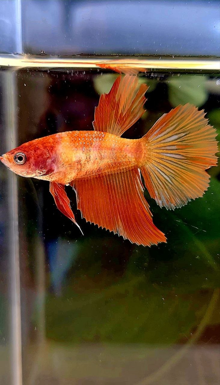 FEMALE HALFMOON LEOPARD MARBLE FIRE BETTA FISH