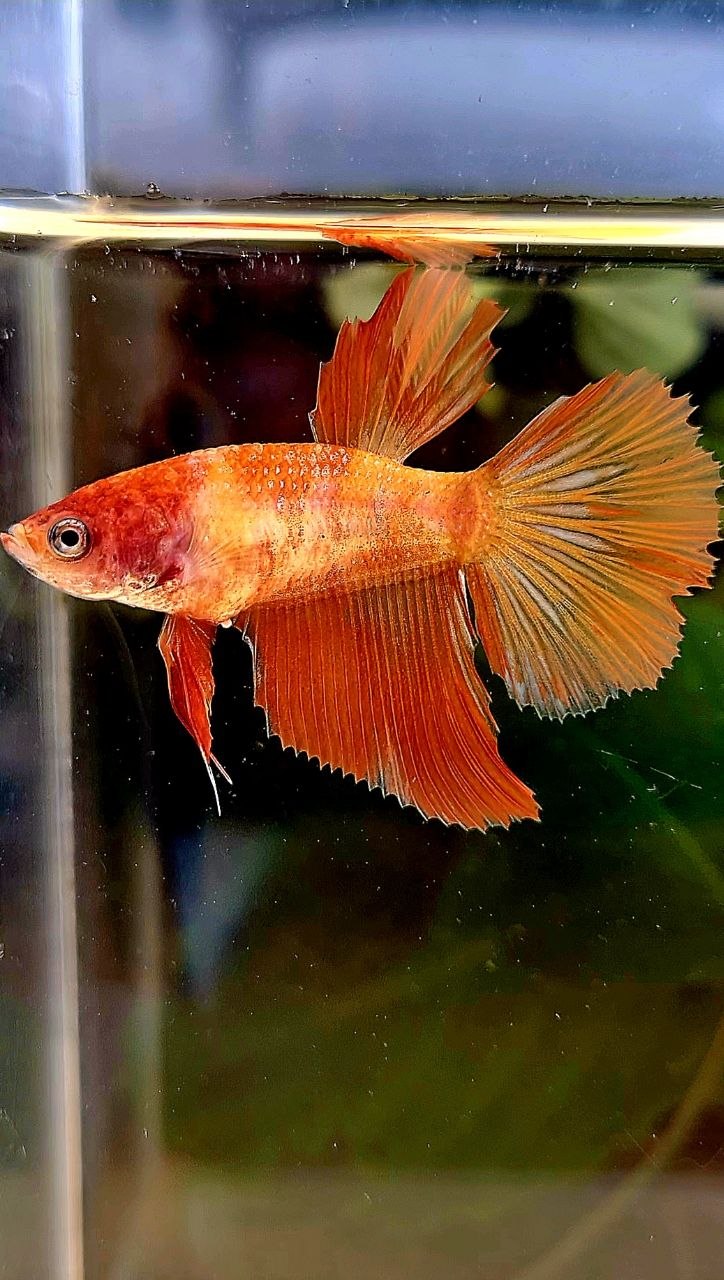 FEMALE HALFMOON LEOPARD MARBLE FIRE BETTA FISH