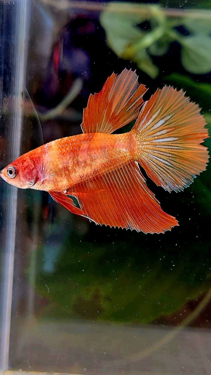 FEMALE HALFMOON LEOPARD MARBLE FIRE BETTA FISH