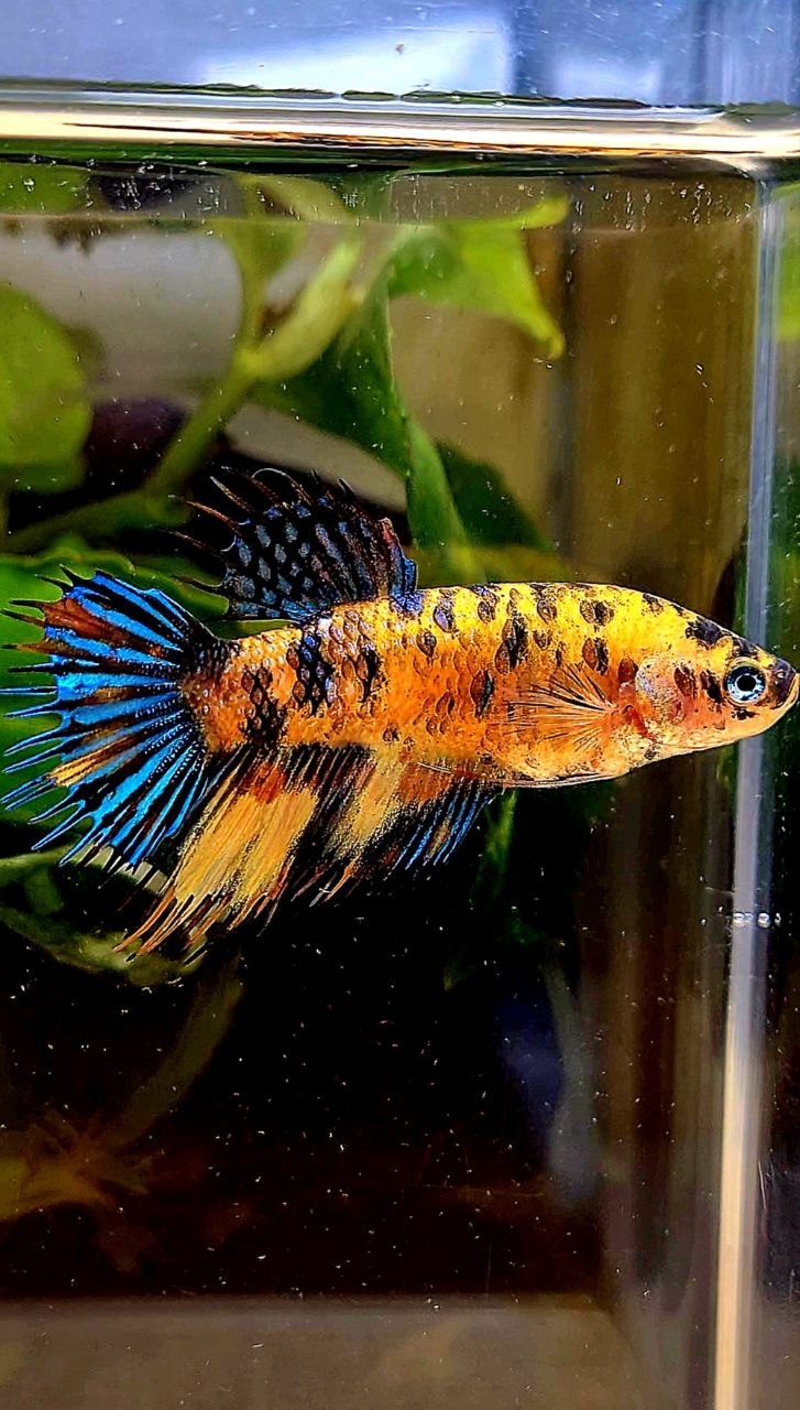 FEMALE CROWNTAIL YELLOW TIGER MULTICOLOR BETTA FISH