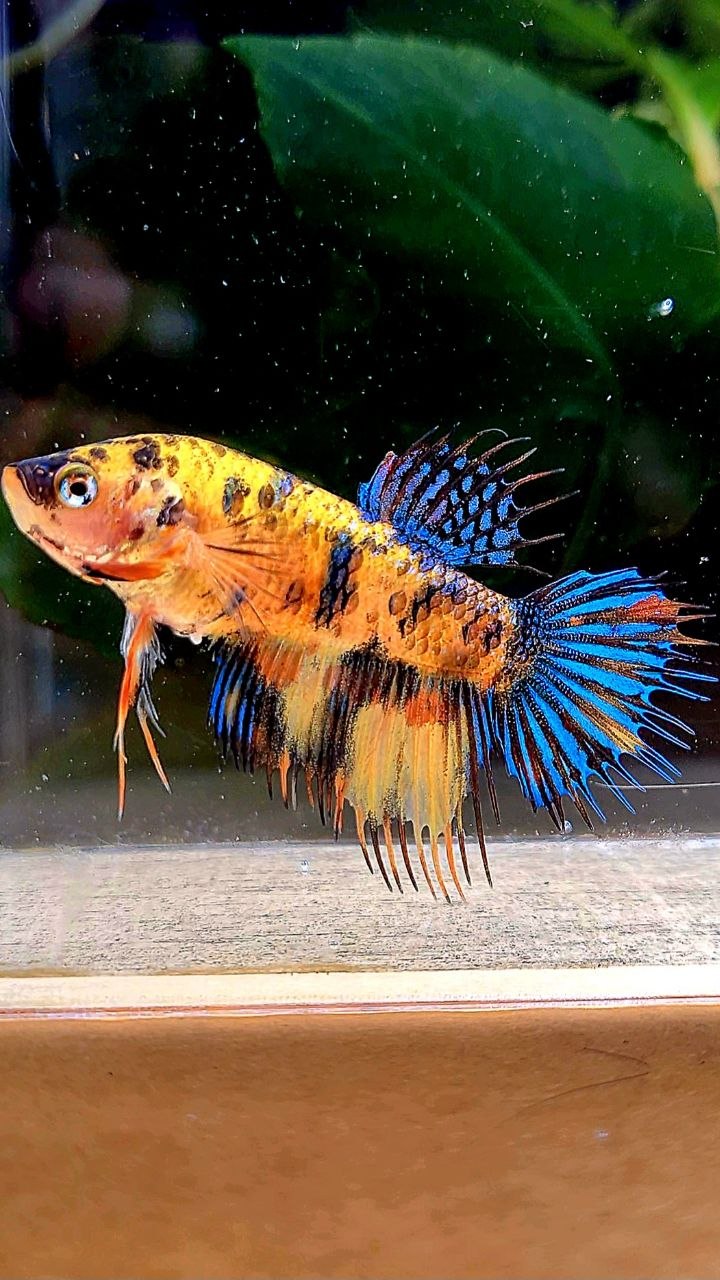 FEMALE CROWNTAIL YELLOW TIGER MULTICOLOR BETTA FISH