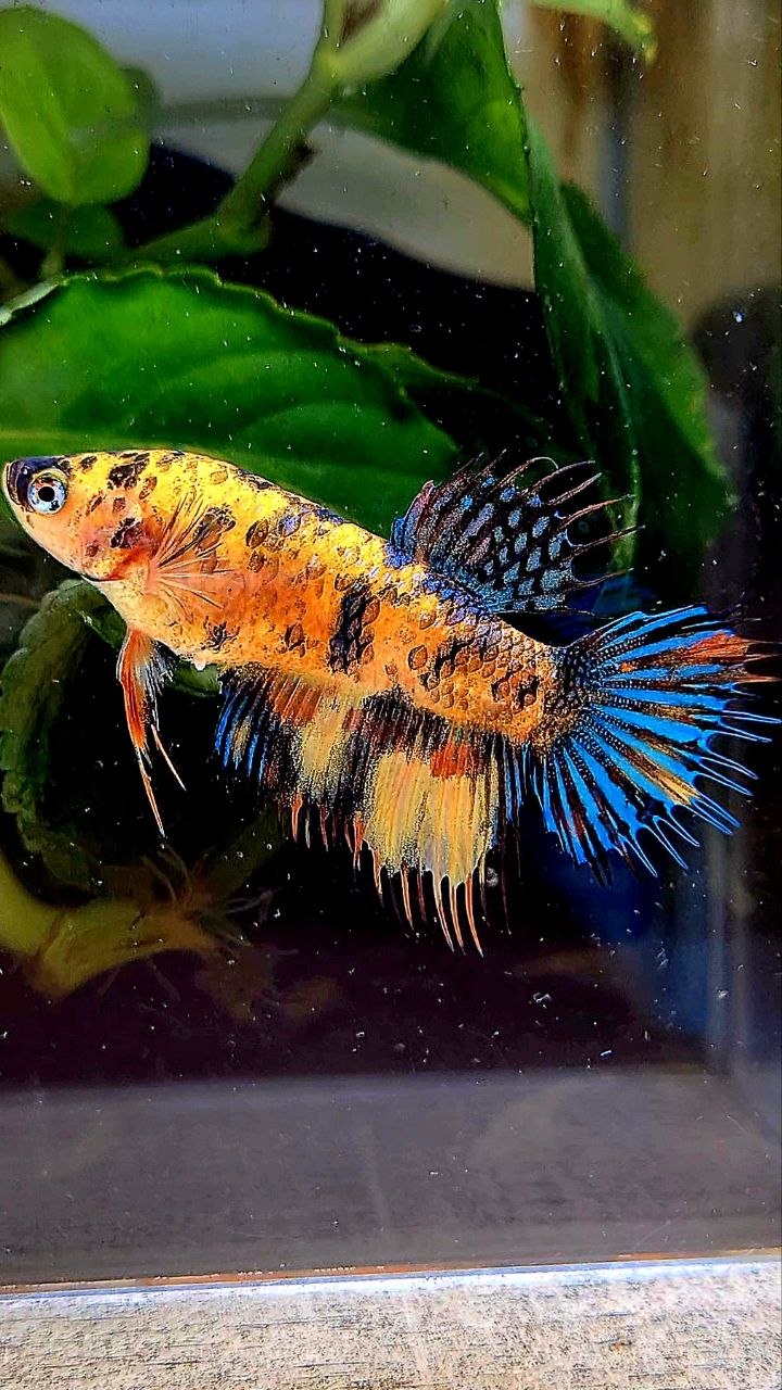 FEMALE CROWNTAIL YELLOW TIGER MULTICOLOR BETTA FISH