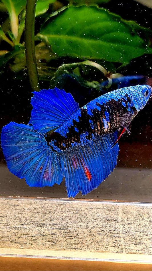 FEMALE HALFMOON ROSETAIL BLACK GALAXY AVATAR BETTA FISH