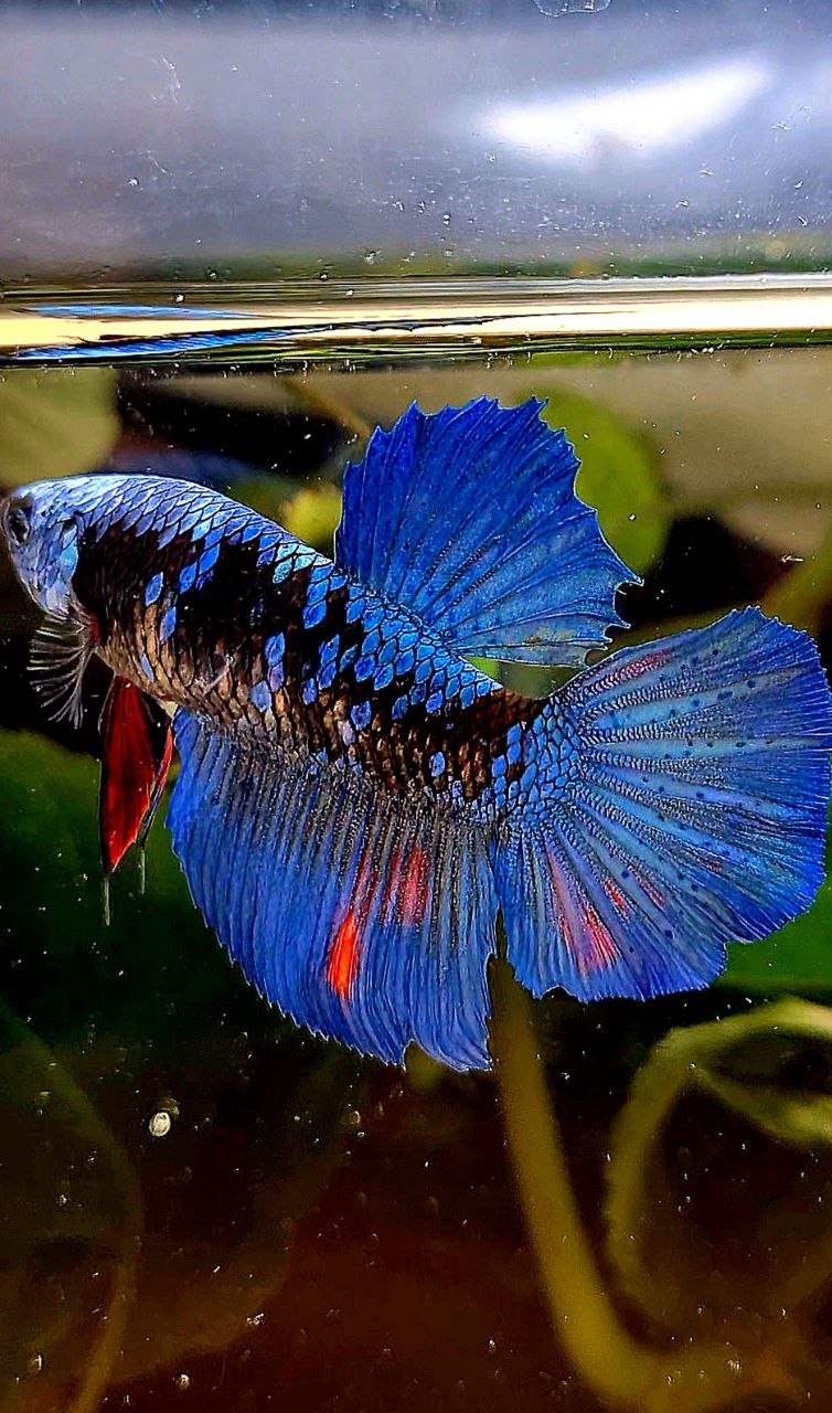 FEMALE HALFMOON ROSETAIL BLACK GALAXY AVATAR BETTA FISH