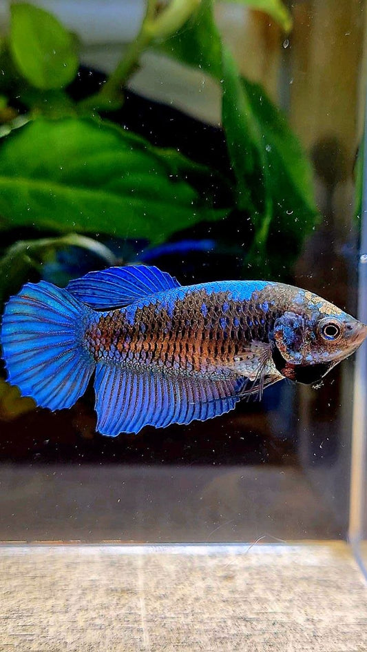 FEMALE VEILTAIL BLACK GALAXY EMERALD AVATAR BETTA FISH