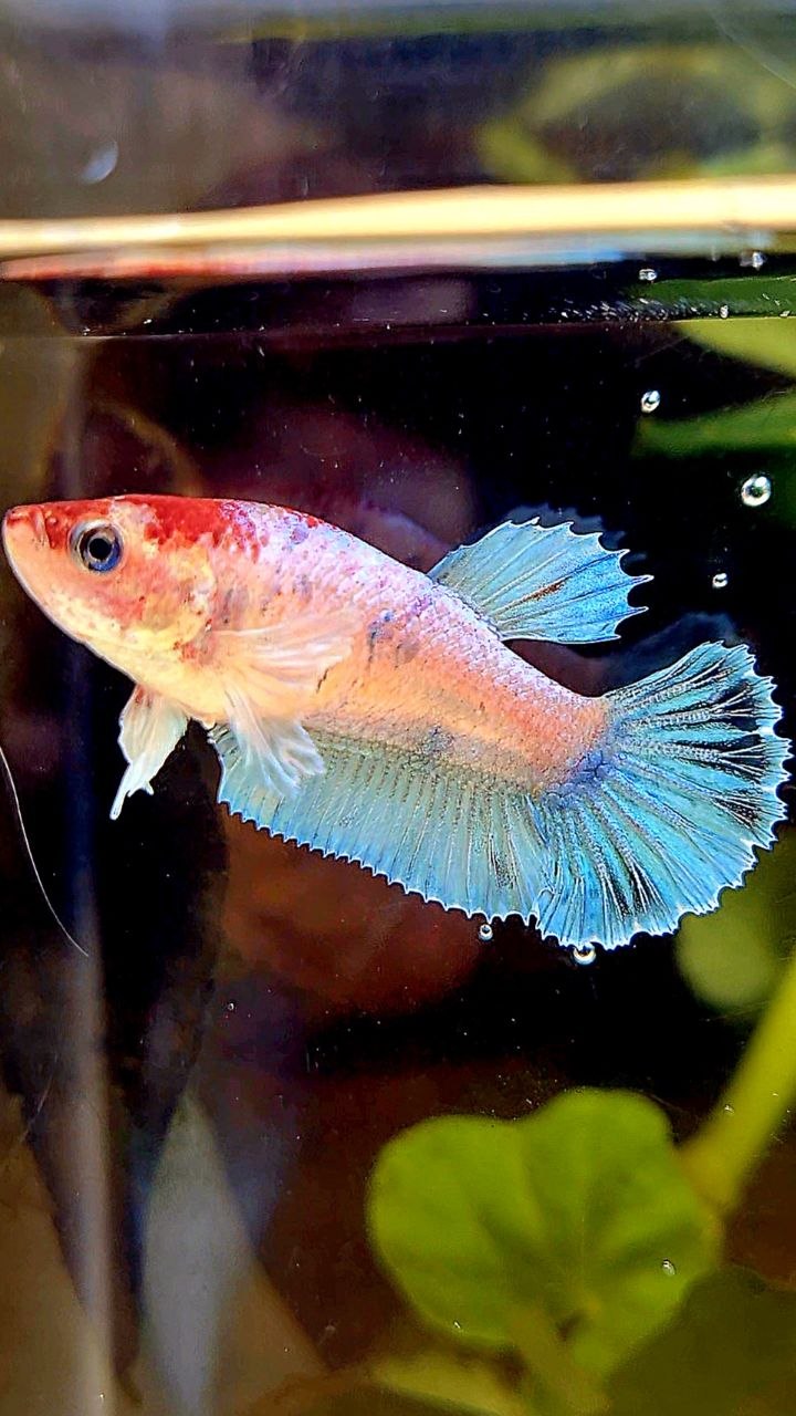 FEMALE PLAKAT BIG EAR WHITE MULTICOLOR CELLOPHANE BETTA FISH