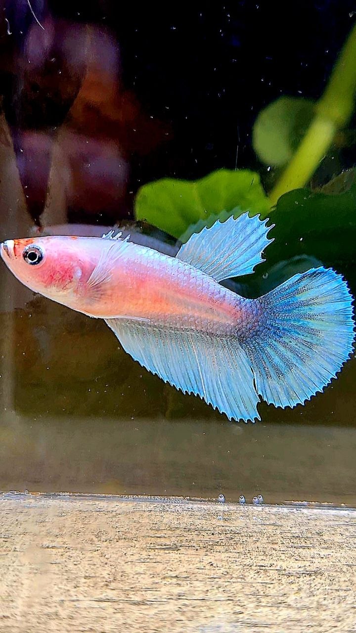 FEMALE HALFMOON BIG EAR WHITE CELLOPHANE BETTA FISH