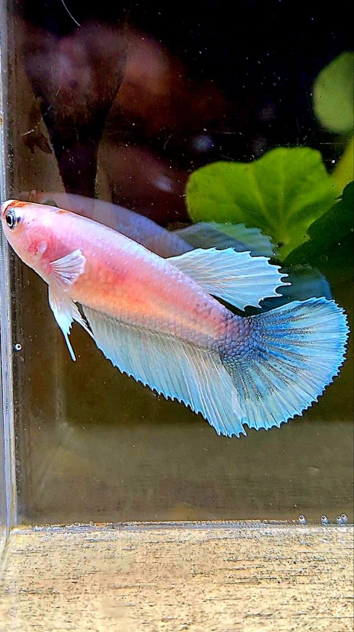 FEMALE HALFMOON BIG EAR WHITE CELLOPHANE BETTA FISH