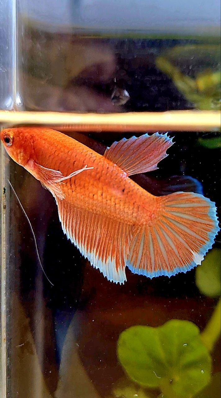 FEMALE HALFMOON BIG EAR ORANGE PINEAPPLE BETTA FISH