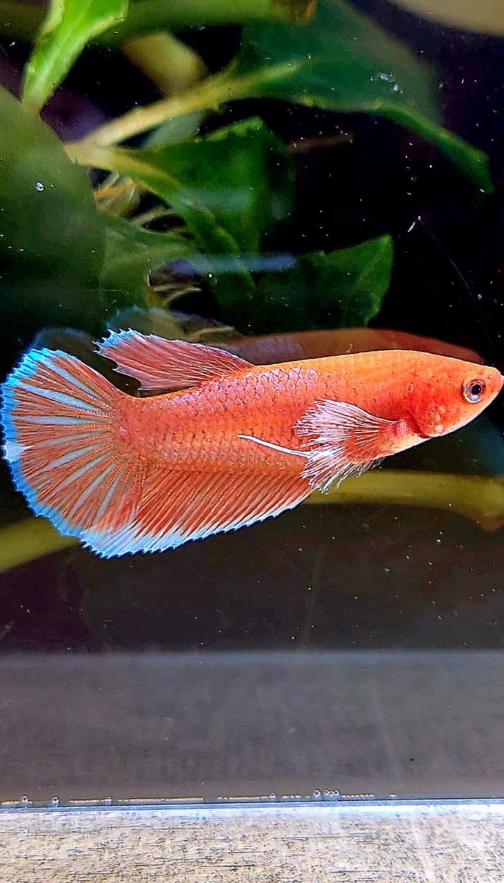 FEMALE HALFMOON BIG EAR ORANGE PINEAPPLE BETTA FISH