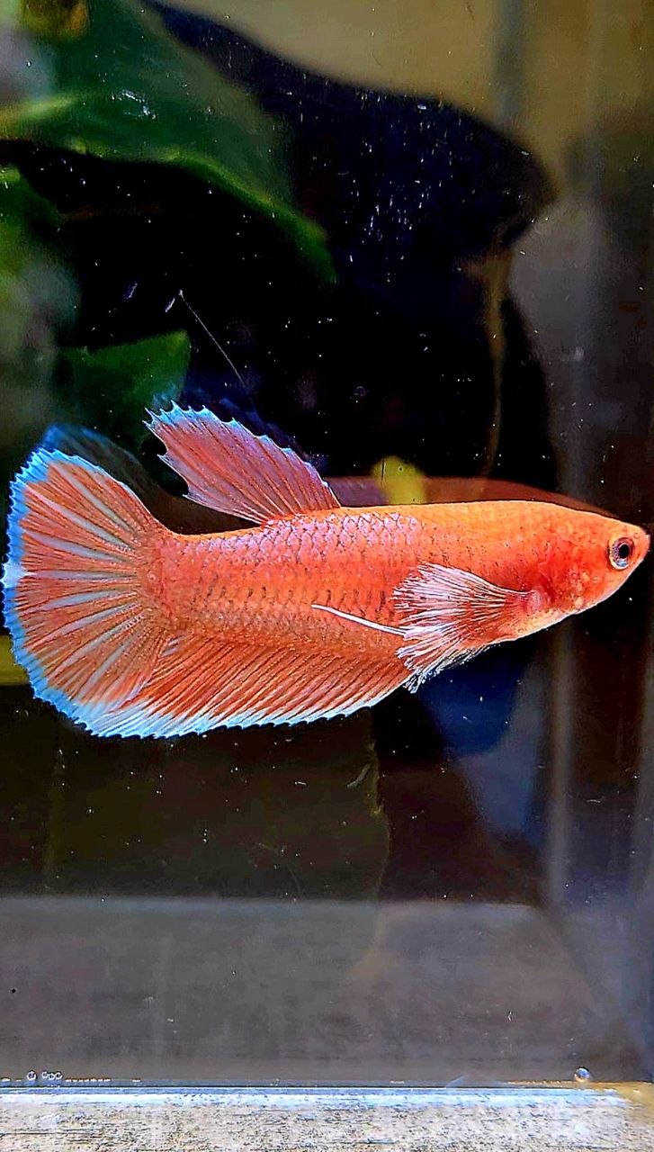 FEMALE HALFMOON BIG EAR ORANGE PINEAPPLE BETTA FISH