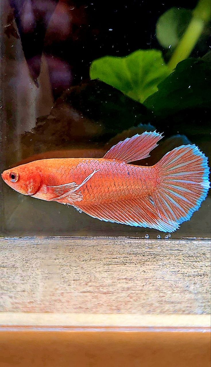 FEMALE HALFMOON BIG EAR ORANGE PINEAPPLE BETTA FISH