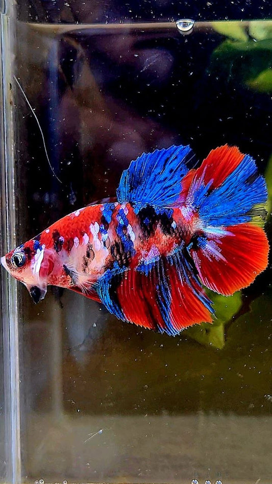 FEMALE HALFMOON RED GALAXY MULTICOLOR BETTA FISH