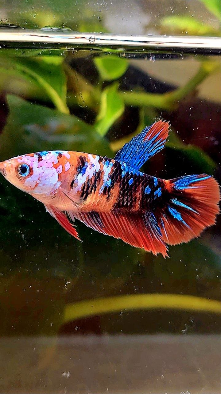 FEMALE HALFMOON ORANGE GALAXY MULTICOLOR BETTA FISH