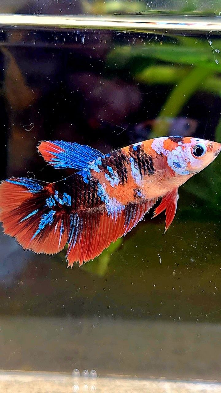 FEMALE HALFMOON ORANGE GALAXY MULTICOLOR BETTA FISH