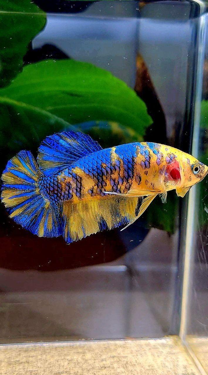 FEMALE PLAKAT YELLOW METTALIC BLUE MULTICOLOR BETTA FISH