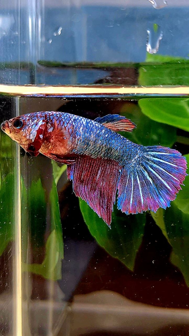 FEMALE HALFMOON FANCY PURPLE MULTICOLOR BETTA FISH