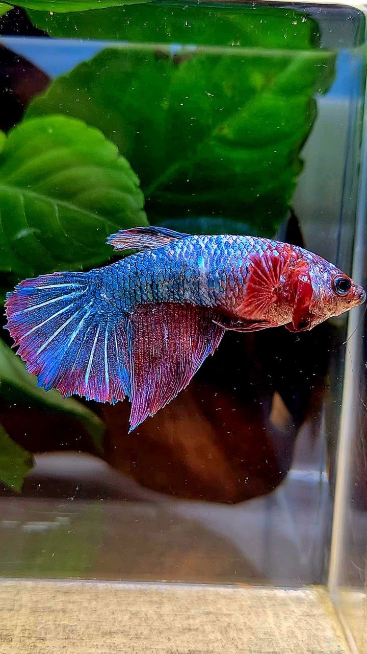 FEMALE HALFMOON FANCY PURPLE MULTICOLOR BETTA FISH