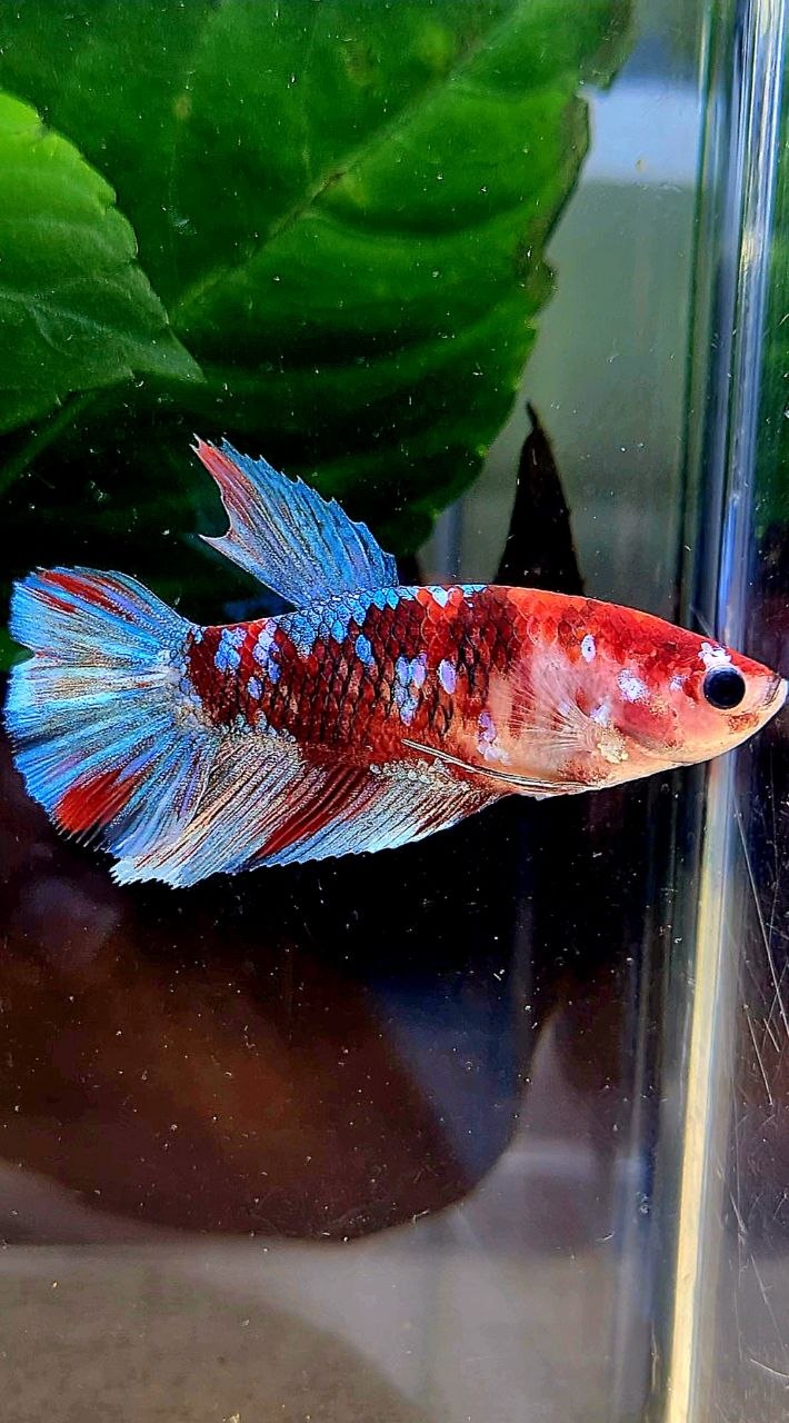 FEMALE HALFMOON RED GALAXY MULTICOLOR BETTA FISH