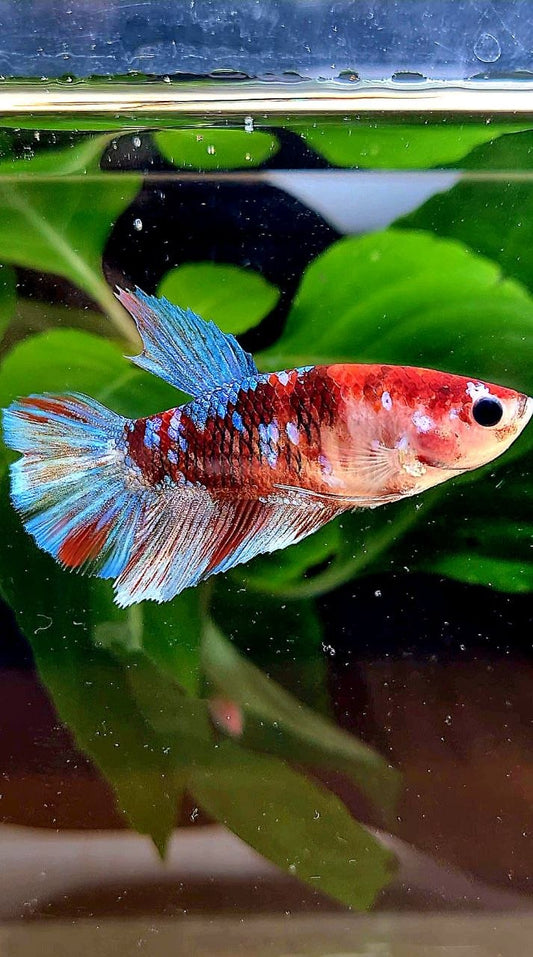 FEMALE HALFMOON RED GALAXY MULTICOLOR BETTA FISH