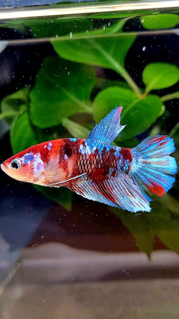 FEMALE HALFMOON RED GALAXY MULTICOLOR BETTA FISH