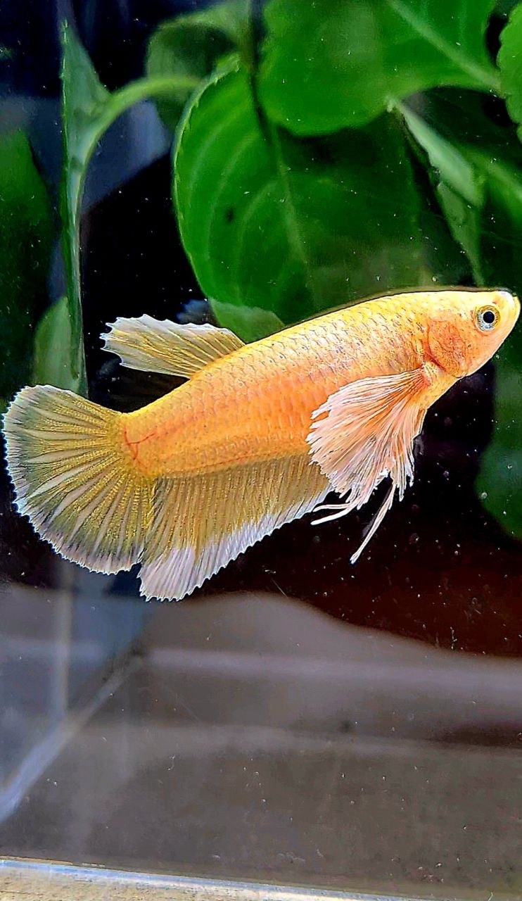 FEMALE HALFMOON DUMBO EAR GOLD BETTA FISH