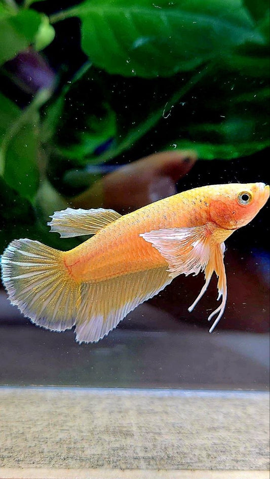 FEMALE HALFMOON DUMBO EAR GOLD BETTA FISH