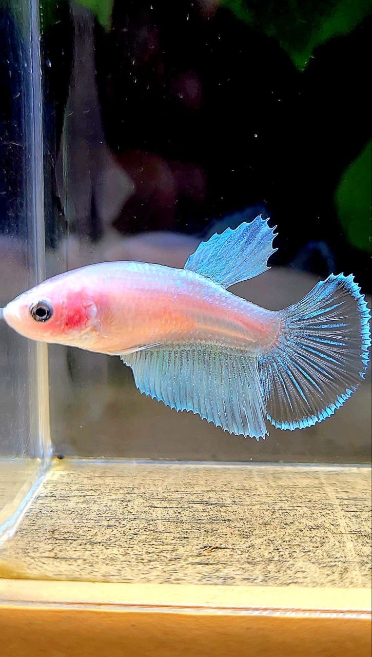 FEMALE HALFMOON TRANSPARENT WHITE UNIQUE BETTA FISH