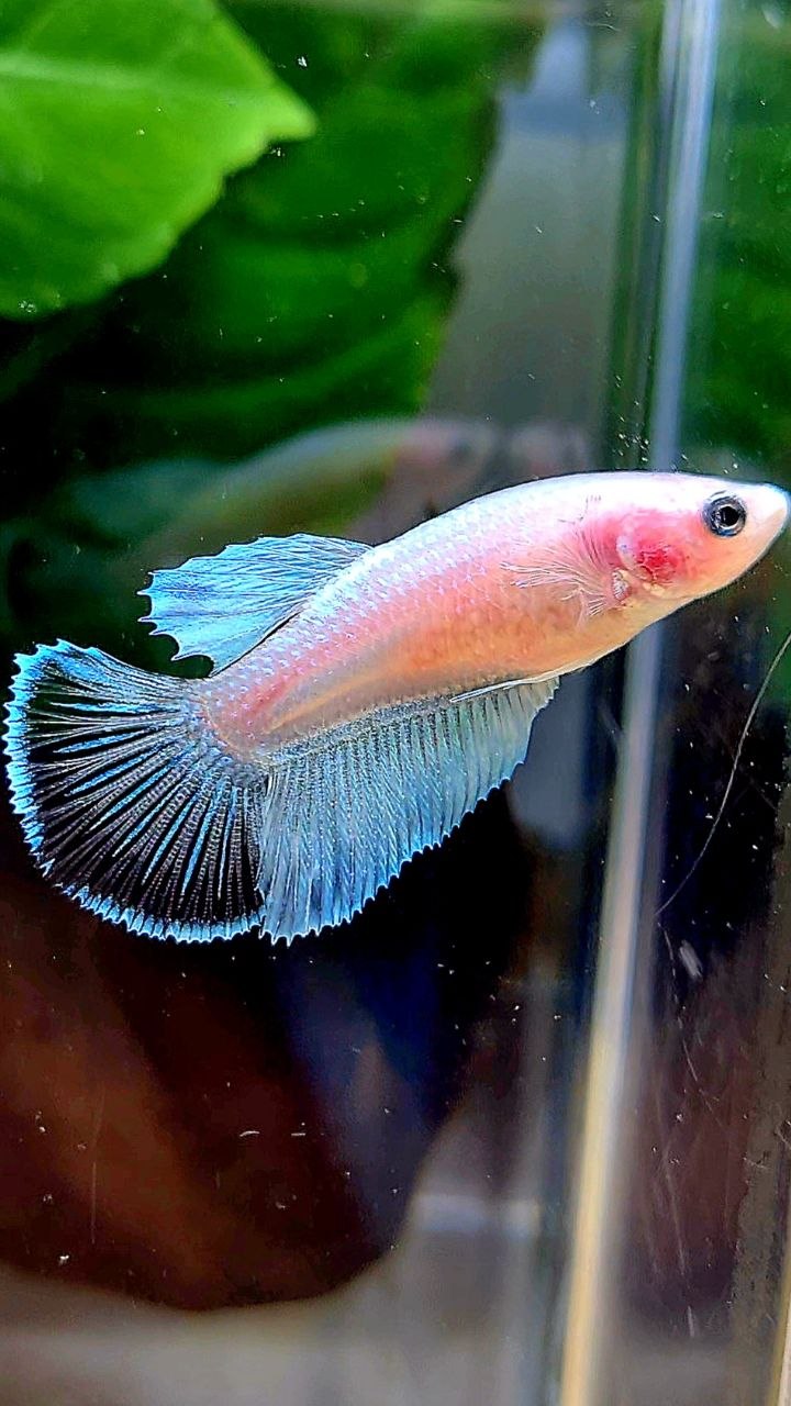 FEMALE HALFMOON TRANSPARENT WHITE UNIQUE BETTA FISH