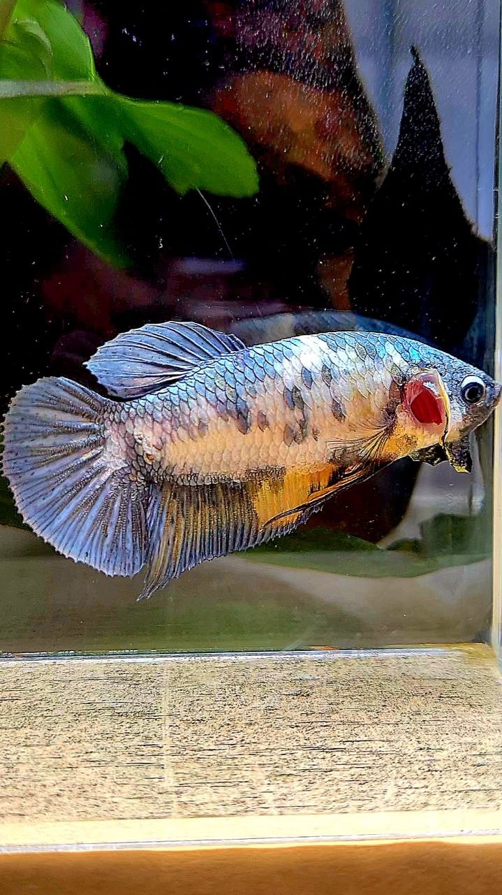 FEMALE PLAKAT YELLOW COPPER FANCY MULTICOLOR BETTA FISH
