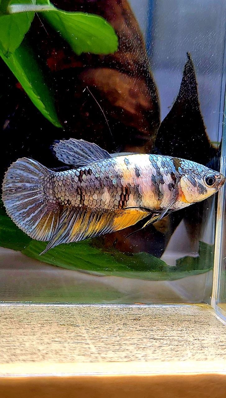 FEMALE PLAKAT YELLOW COPPER FANCY MULTICOLOR BETTA FISH