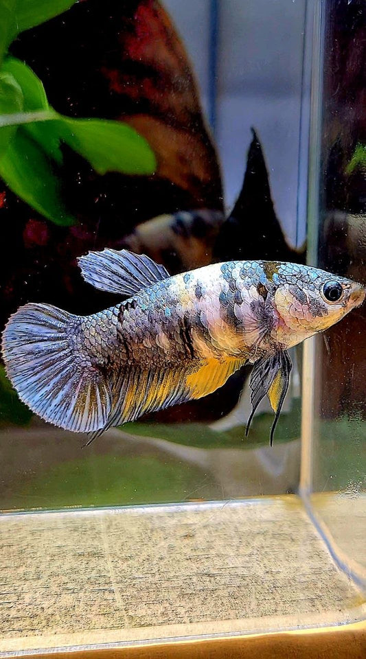 FEMALE PLAKAT YELLOW COPPER FANCY MULTICOLOR BETTA FISH