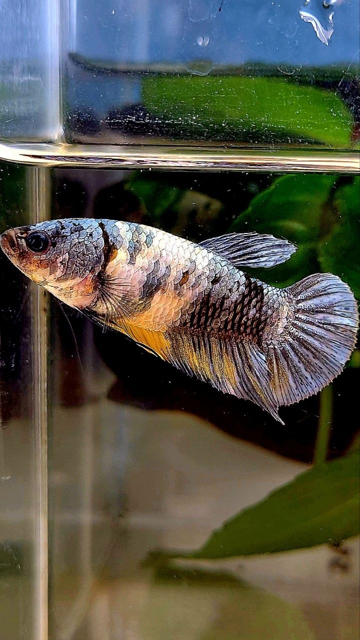 FEMALE PLAKAT YELLOW COPPER FANCY MULTICOLOR BETTA FISH