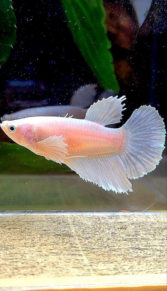 FEMALE HALFMOON DUMBO EAR WHITE PLATINUM BETTA FISH