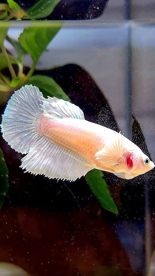 FEMALE HALFMOON DUMBO EAR WHITE PLATINUM BETTA FISH