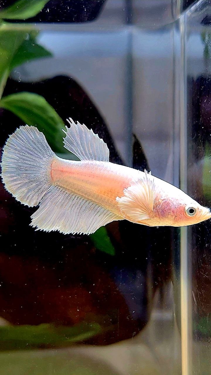 FEMALE HALFMOON DUMBO EAR WHITE PLATINUM BETTA FISH
