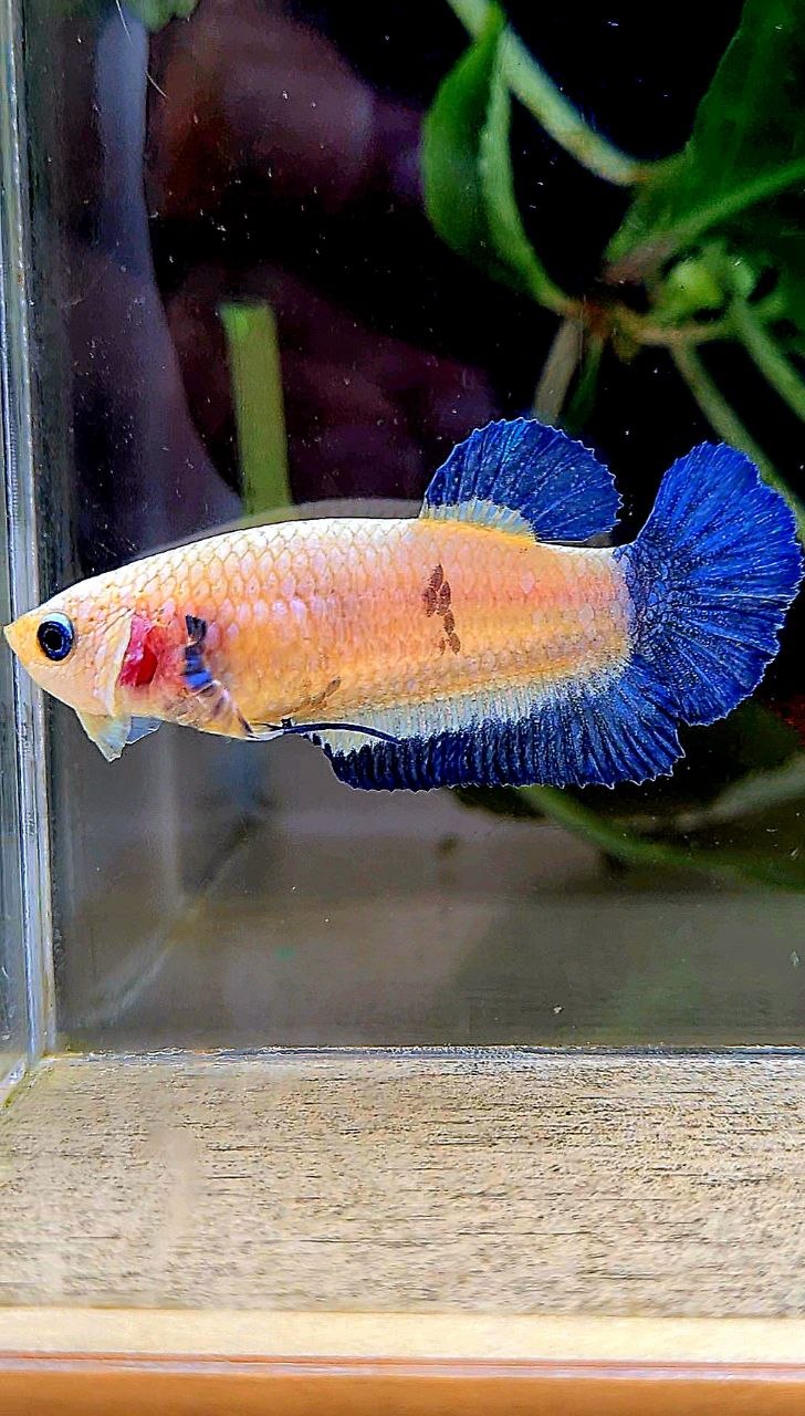 FEMALE PLAKAT BLUE RIM MARBLE BETTA FISH