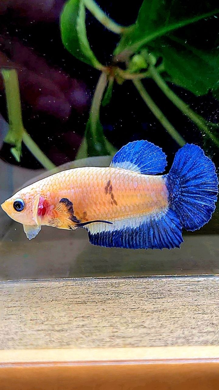 FEMALE PLAKAT BLUE RIM MARBLE BETTA FISH