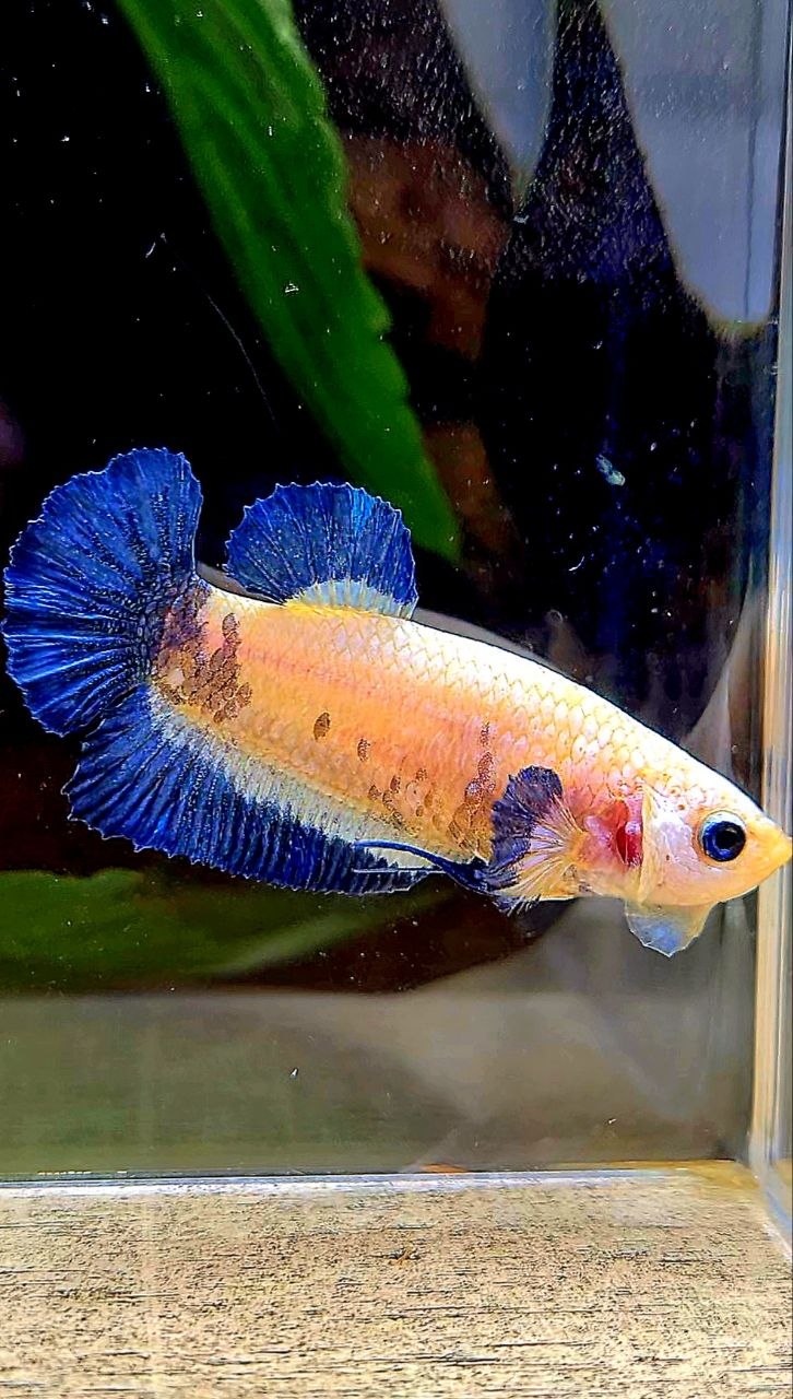 FEMALE PLAKAT BLUE RIM MARBLE BETTA FISH