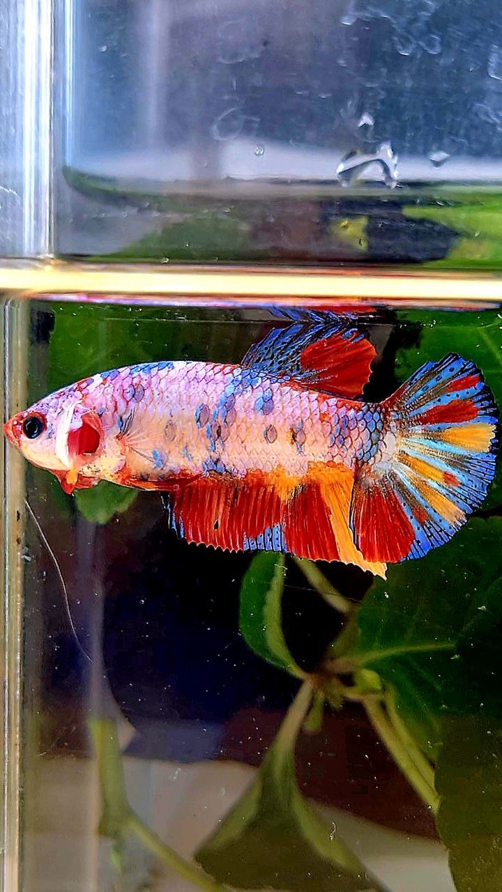 FEMALE PLAKAT CANDY RAINBOW  MULTICOLOR BETTA FISH