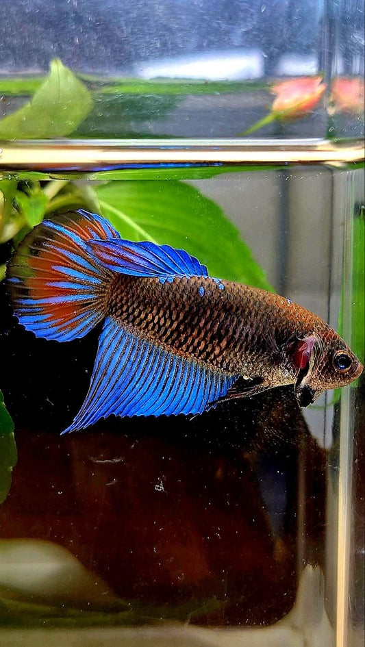 FEMALE VEILTAIL BLACK GALAXY EMERALD AVATAR BETTA FISH