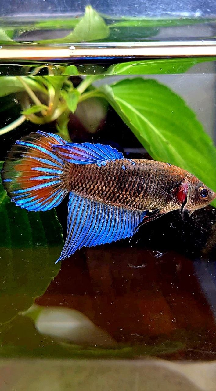 FEMALE VEILTAIL BLACK GALAXY EMERALD AVATAR BETTA FISH