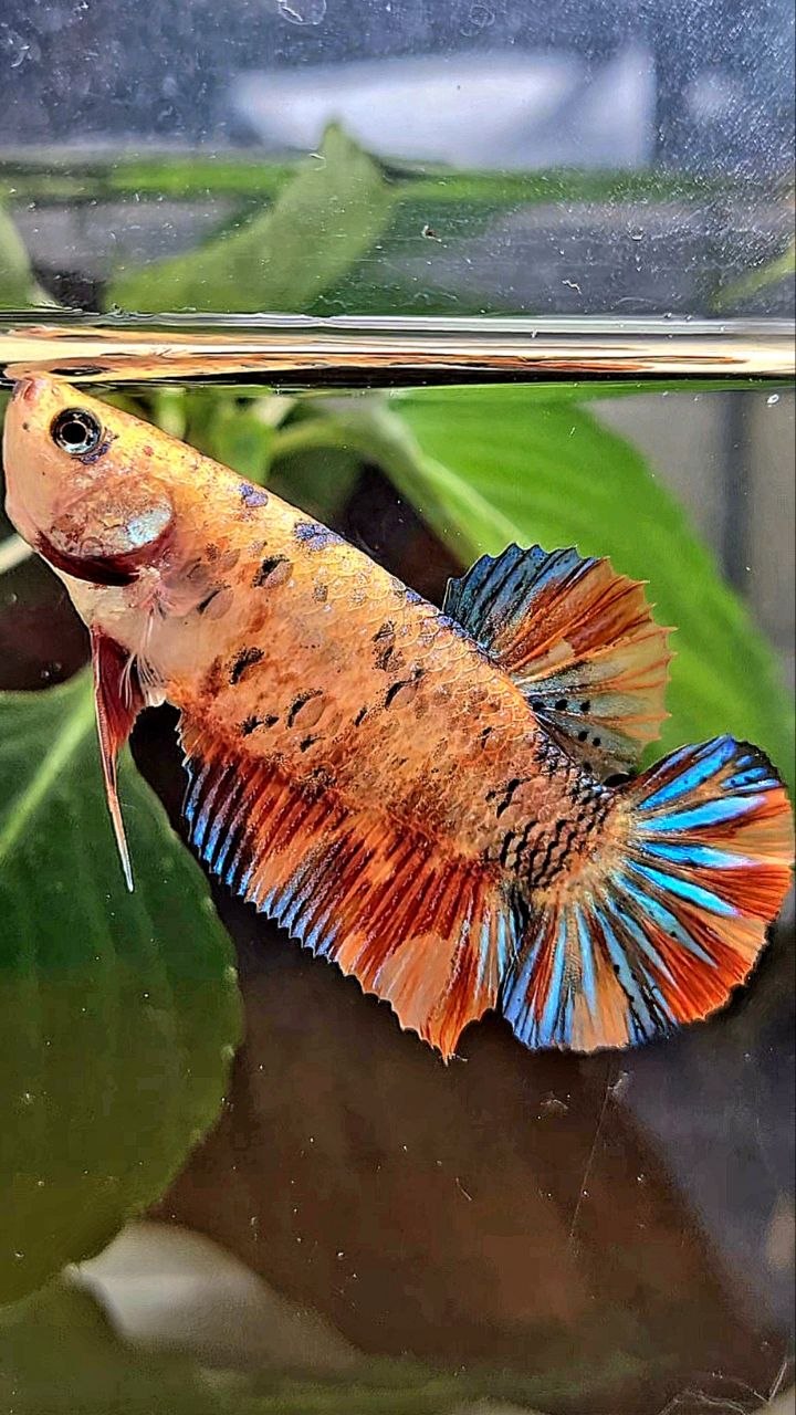 FEMALE PLAKAT ORANGE METTALIC MULTICOLOR BETTA FISH