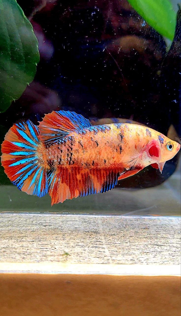 FEMALE PLAKAT ORANGE METTALIC MULTICOLOR BETTA FISH