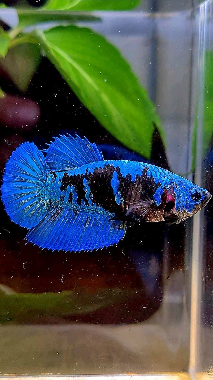 FEMALE HALFMOON BLACK GALAXY AVATAR BLUE BETTA FISH