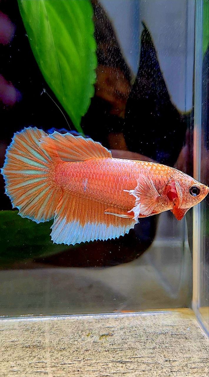FEMALE HALFMOON BIG EAR ORANGE PINEAPPLE BETTA FISH