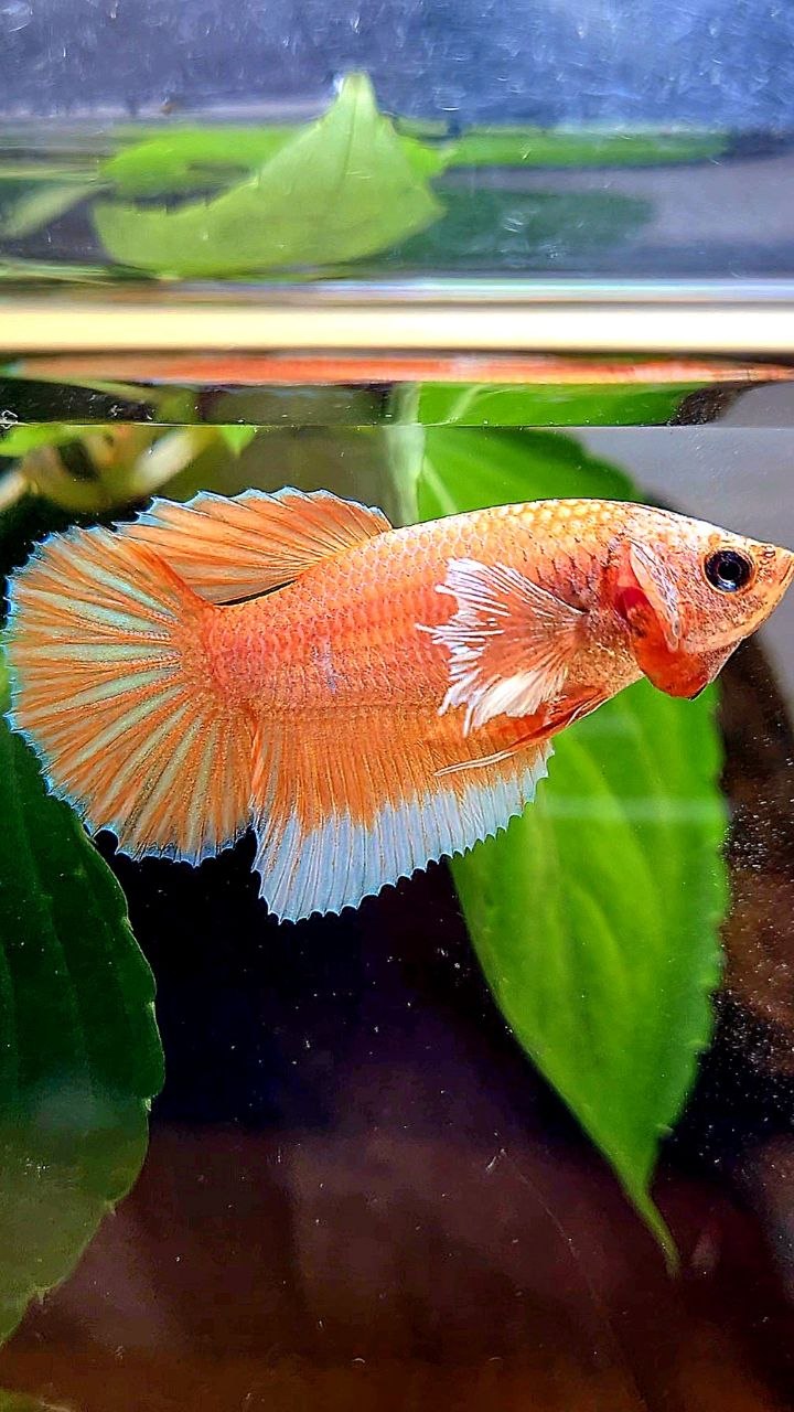 FEMALE HALFMOON BIG EAR ORANGE PINEAPPLE BETTA FISH