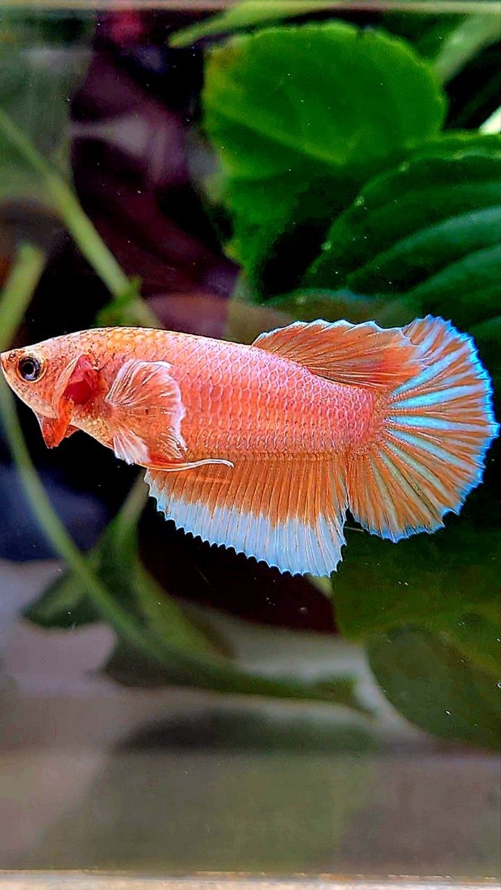 FEMALE HALFMOON BIG EAR ORANGE PINEAPPLE BETTA FISH