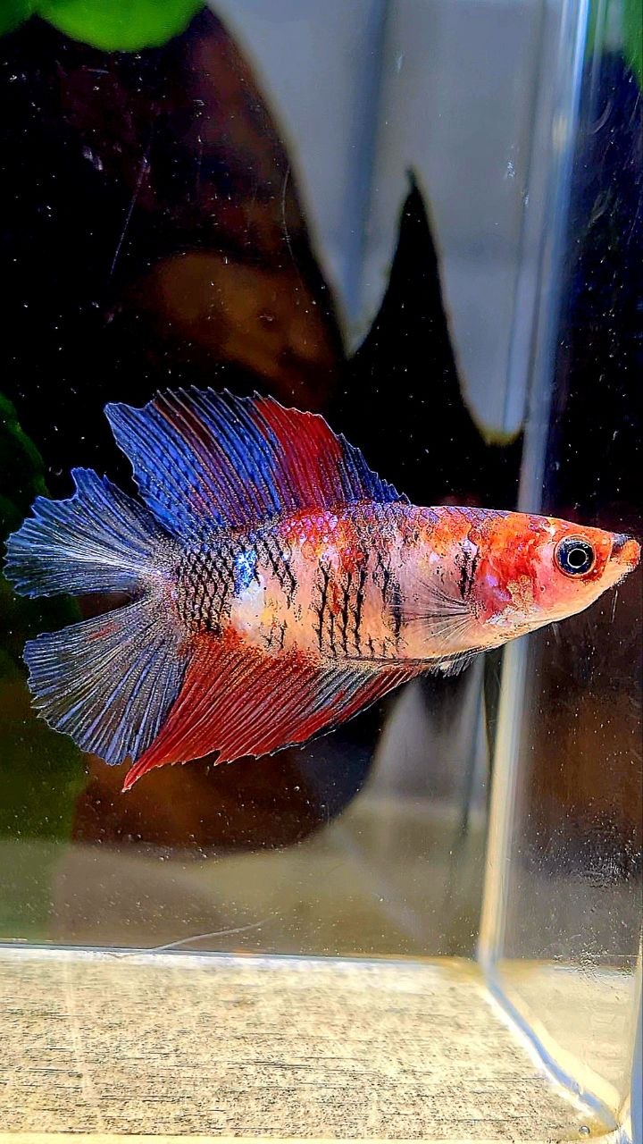 FEMALE HALFMOON DOUBLE TAIL MULTICOLOR BETTA FISH